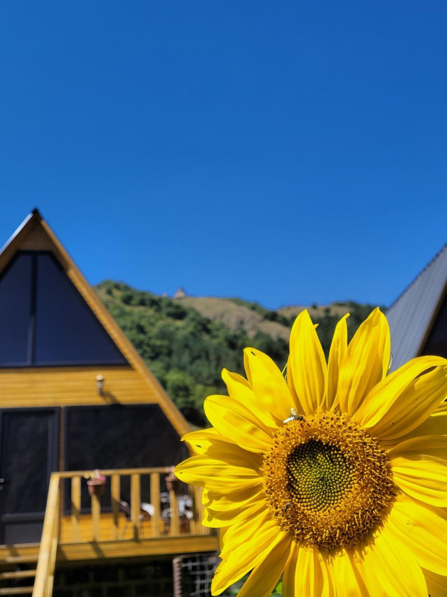 Pine Chalet Kazbegi المظهر الخارجي الصورة