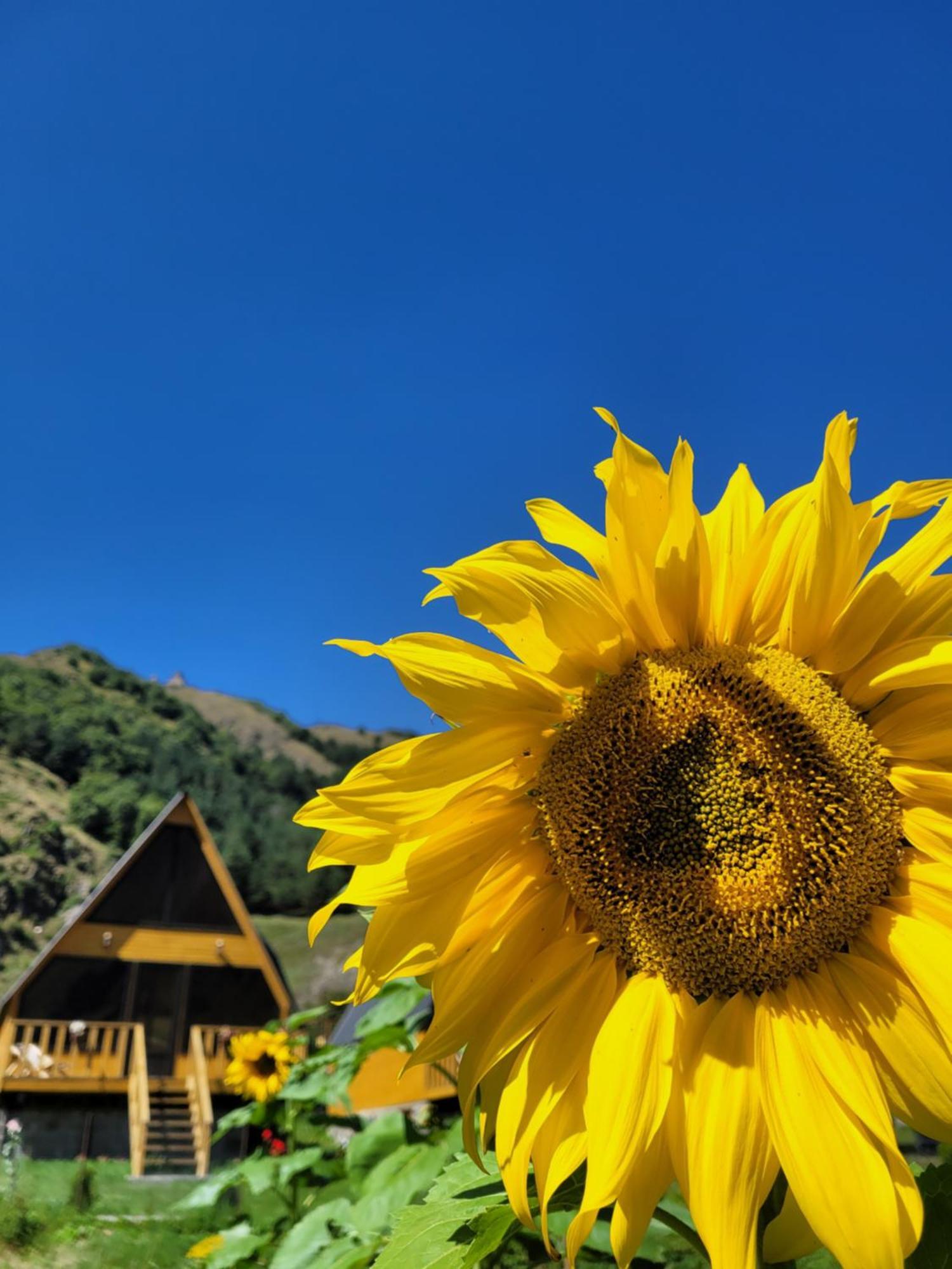 Pine Chalet Kazbegi المظهر الخارجي الصورة